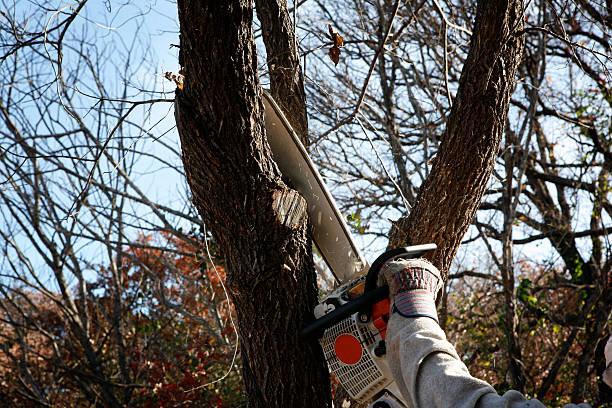 White Meadow Lake, NJ Tree Removal Services Company