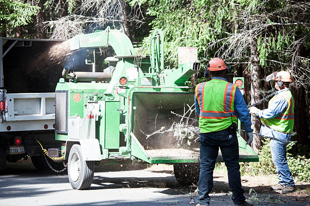 How Our Tree Care Process Works  in  White Meadow Lake, NJ