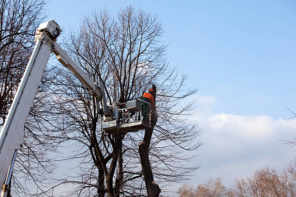 Best Tree Cabling and Bracing  in White Meadow Lake, NJ